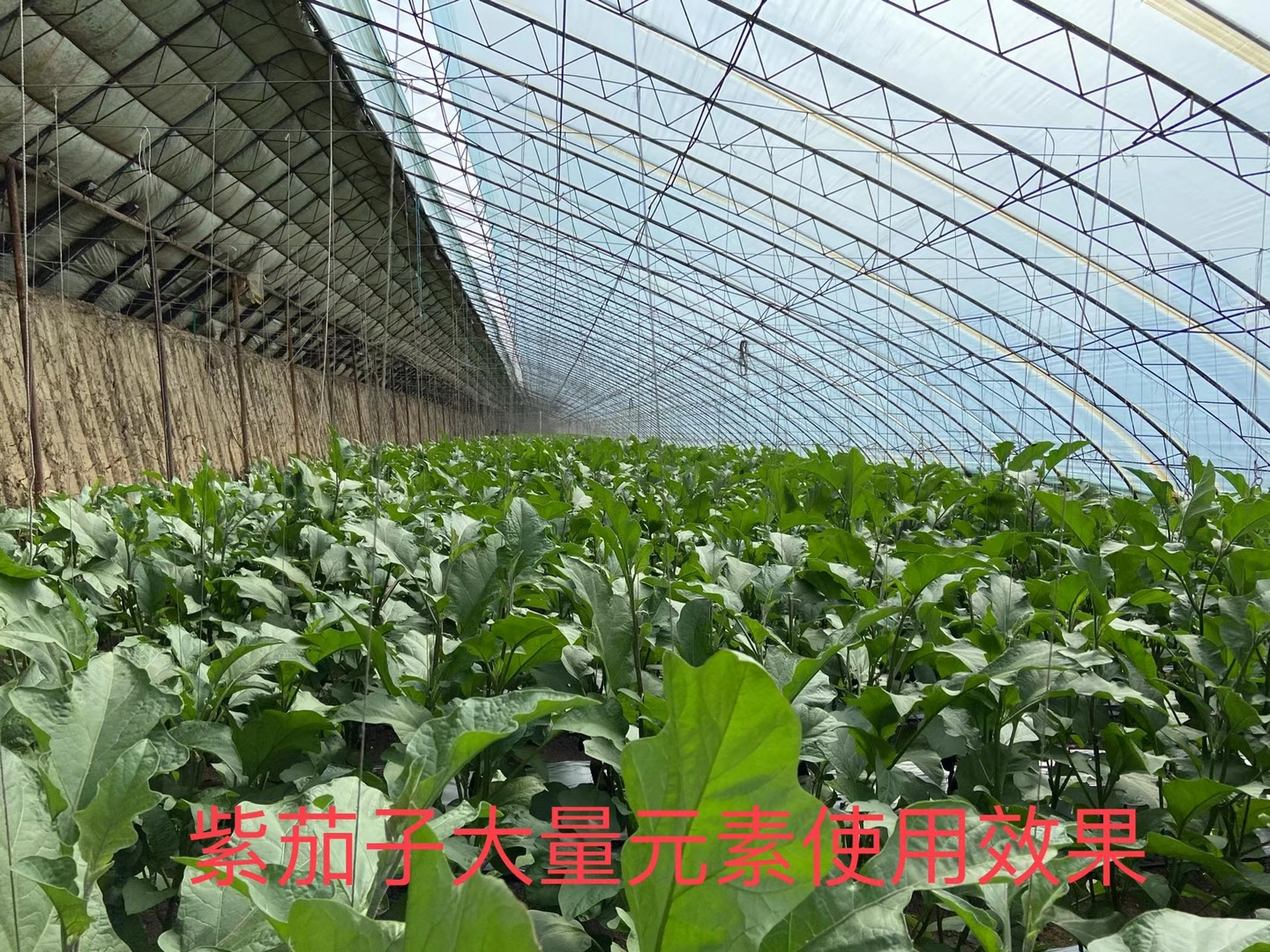 立杉水溶肥的效果怎么樣？看看在茄子上效果反饋