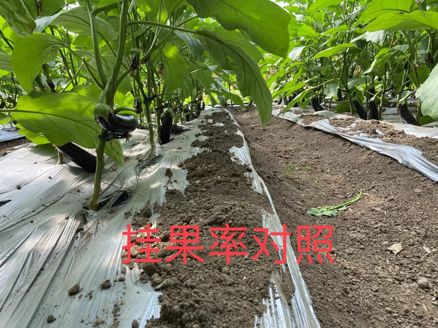 <a href=http://www.aulia03.cn target=_blank class=infotextkey>上海立杉</a>水溶肥在北方暖棚茄子上的效果反饋4